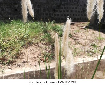 Cogongrass, Cotton Grass Plant Garden 