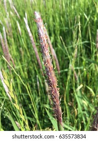 Cogongrass That Is Flapping In The Wind