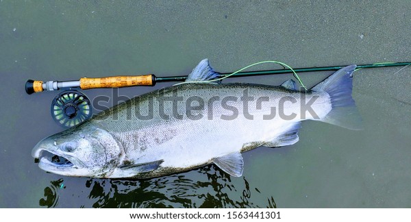 Coho salmon\
caught on a fly rod in Juneau,\
Alaska