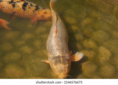 500 Fish Coi Images, Stock Photos & Vectors | Shutterstock