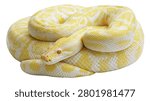 Coiled albino Burmese python with yellow and white patterned scales