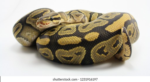 Coiled Ball Python