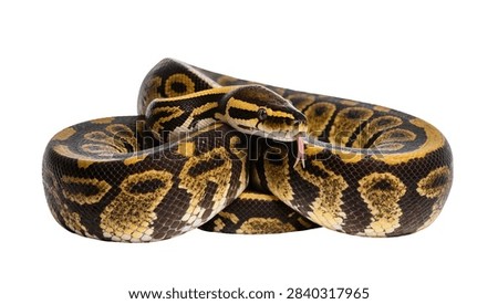Coiled ball python snake with patterned brown and yellow scales and flicking tongue