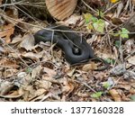A coiled Blacksnake warms itself on a chilly April afternoon in the Latham-Whitehurst Nature park in New Bern North Carolina