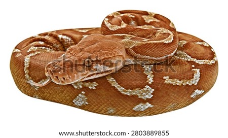Coiled brown python snake with patterned scales and flicking tongue