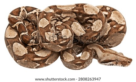 Coiled brown and tan patterned boa constrictor snake