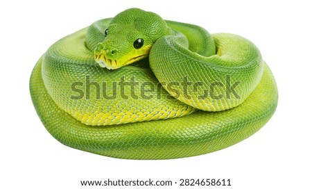 Coiled green tree python snake with vibrant scales