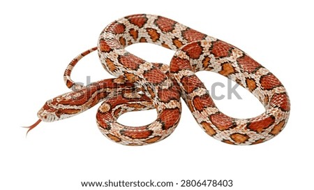 Coiled orange and red patterned corn snake with tongue flicking out