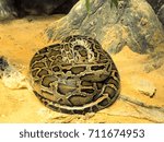 Coiled Python reticulatus snake sleeping
