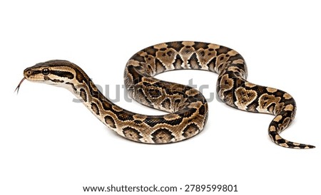 A coiled python snake with striking brown and tan patterns looks alert and curious, showcasing its intricate scales and textured skin in a close-up view, perfect for wildlife and nature-related projects, educational materials, or conservation efforts with isolated on white background.