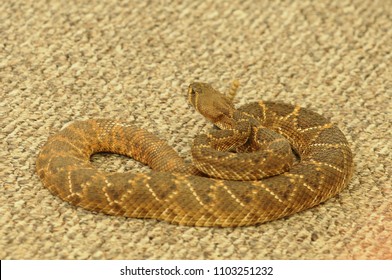 Coiled Rattle Snake