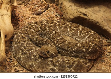 Coiled Rattle Snake