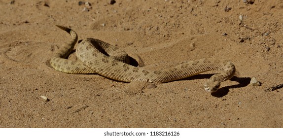 Coiled Rattle Snake On The Move In The Sand 