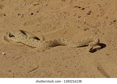 Coiled Rattle Snake On The Move In The Sand 