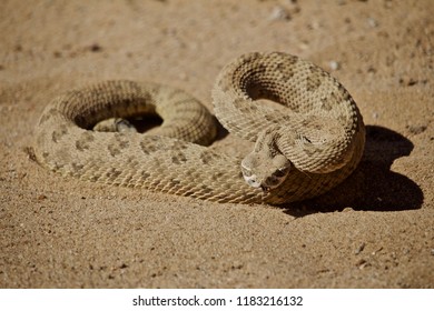 Coiled Rattle Snake Ready To Strike In Sand