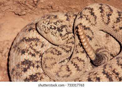 A Coiled Rattle Snake Ready To Strike With A Large Rattle For Warning