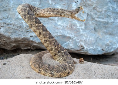 Coiled Rattle Snake In Sand With Rock Background