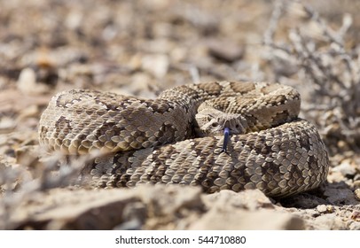 Coiled Rattle Snake With Shallow Depth Of Field.  Focus Is On The Snakes Eyes.