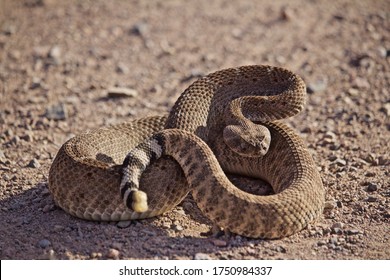 2,572 Coiled rattlesnake Images, Stock Photos & Vectors | Shutterstock