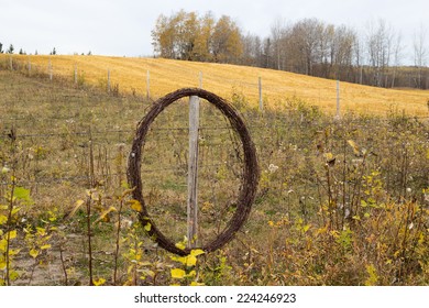 Coiled Roll Of Barbed Wire Hanging On Fence Post