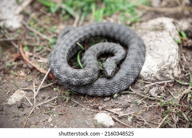 Coiled Snake On The Ground . Diamondback Water Non-Venomous Snake