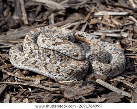 A coiled snake with patterned scales resting on a bed of wood chips, showcasing its natural camouflage.