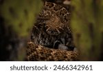 Coiled western diamondback rattlesnake strikes a puffed up and aggressive defensive posture in the Arizona desert.