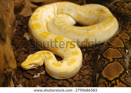 Coiled yellow albino ball python resting on brown bark substrate