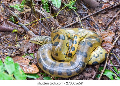 A Coiled Up Yellow Anaconda Seen Deep In The Amazon Rainforest In Peru