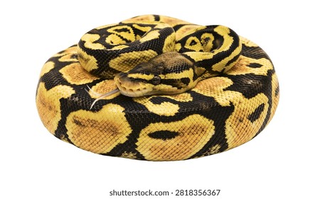 Coiled yellow and black patterned ball python snake with tongue flicking out