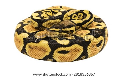 Coiled yellow and black patterned ball python snake with tongue flicking out