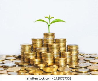 Coin Stack Money Saving Concept. Green Leaf Plant Growth On Rows Of Coin On White Background. Money Matters Tips To Investment And Business Financial Banking For Financial Wellness.