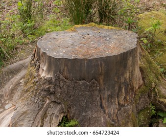 Coins Embedded Tree Trunk Ancient Woodland Stock Photo 654723424 ...