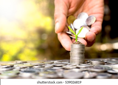 Coins placed and sprouts on top. While a men's hand pouring coins.