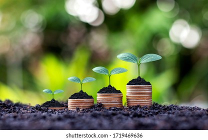 Coins and plants are grown on a pile of coins for finance and banking. The idea of saving money and increasing finances. - Powered by Shutterstock