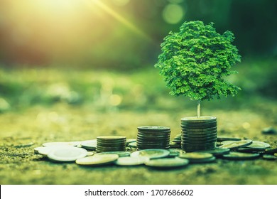 coins stack with step growing plant and sunshine background. concept saving money 