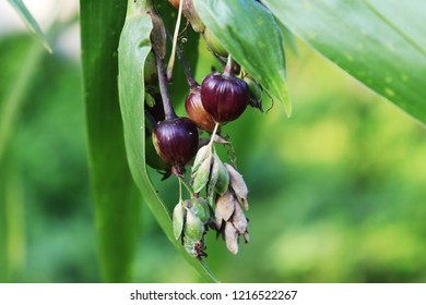 Coix Lacryma-jobi On Tree 