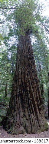 Col Armstrong redwood tree panorama