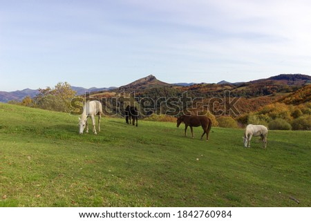 Col de Lizarrietta at the Franco-Spanish fountain with a view of the Pyrenees and beautiful horses