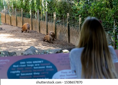 Colchester, Essex / UK - SEP 21 2019: Girl Looking On Hogs Family In Zoo