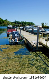 Colchester, Ontario, Canada - August 19, 2020: Algae Blooms On The Surface Water At Colchester Marina On Lake Erie 