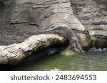 Colchester, UK - June 30 2024:  Cute small predator - smooth-coated otter (Lutrogale perspicillata) in a Otter Creek.