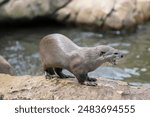 Colchester, UK - June 30 2024:  Cute small predator - smooth-coated otter (Lutrogale perspicillata) in a Otter Creek.