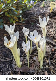 Colchicum Autumnale Album Is A Form With Pure White Double Perianth.