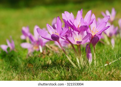 Colchicum Autumnale - Autumn Flower