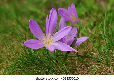 Colchicum Autumnale - Autumn Flower