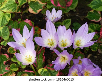 Colchicum autumnale, commonly known as autumn crocus, meadow saffron or naked lady, is an autumn-blooming flower that resembles the true crocuses, but is a member of the Colchicaceae plant family.