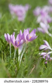 Colchicum Colchicaceae