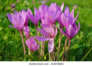 Colchicum Flower