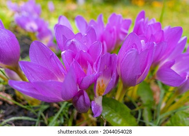 Colchicum Flowers Close-up After Rain